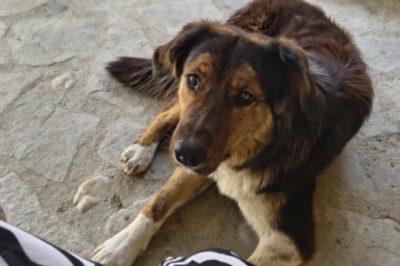 Xάθηκε σκυλάκι φίλων μας από το Κρυονέρι Νεάπολης