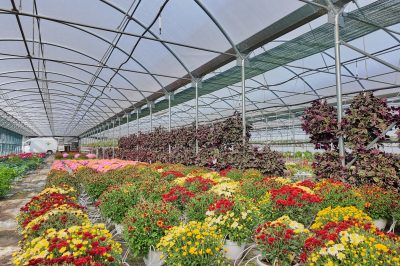 Φωτοδιαδρομή: Τα Ανθισμένα Λουλούδια στα Θερμοκήπια Γεωργιάδη στο Πυλωρί Βοΐου 13/10/2025