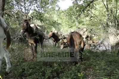 Mουλάρια και κορμοί δέντρων – Υλοτόμοι στα ψηλά του Βοΐου