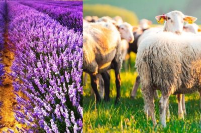 Δήμος Βοΐου: Έγκριση μετακινήσεων αιγοπροβάτων προς άμεση σφαγή & αποζημίωση ΚΟΕ για τη λεβάντα